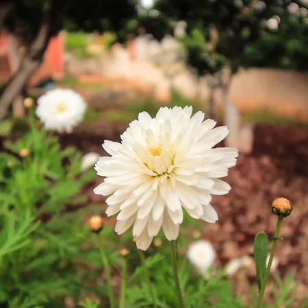Flower Garden * Ksamil