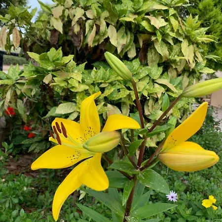 Flower Garden *