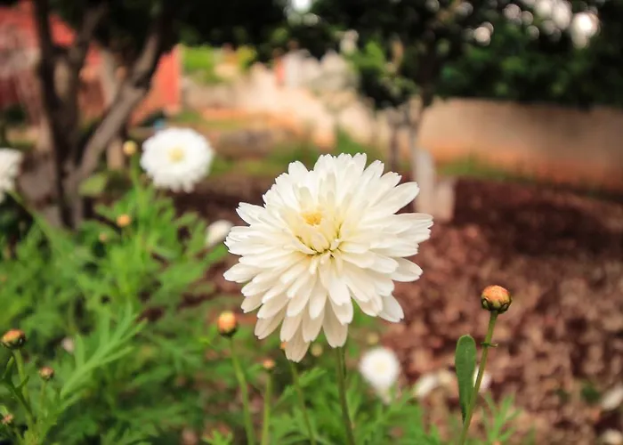 Entire In * 卡萨米尔